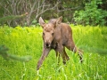 BWMooseCalf_slide