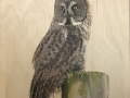 BW_Owl_slide