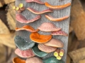 fungus3a-bweb