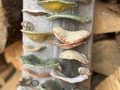fungus4-bweb