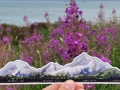 Mtstickerweb