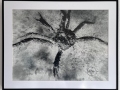 Alaskan-King-Crab-in-Black-Frameweb
