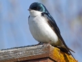 Tree-Swallow-Ted-Heuerslide