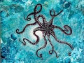 Octopusweb