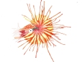 nautilusweb