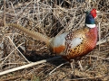 Pheasant1slide