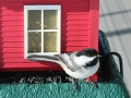 Chickadeeweb