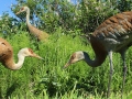 Cranes2web