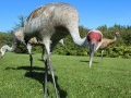 IMG_5616croppedweb