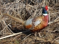 Pheasant1sweb